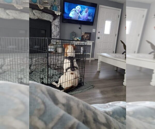 Medium Photo #3 Collie-Labrador Retriever Mix Puppy For Sale in Dana Point, CA, USA