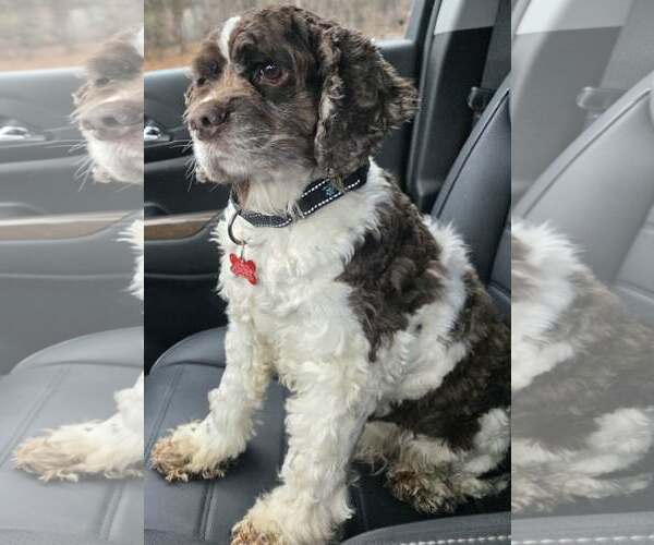 Medium Photo #2 Cocker Spaniel Puppy For Sale in Cuba, NY, USA