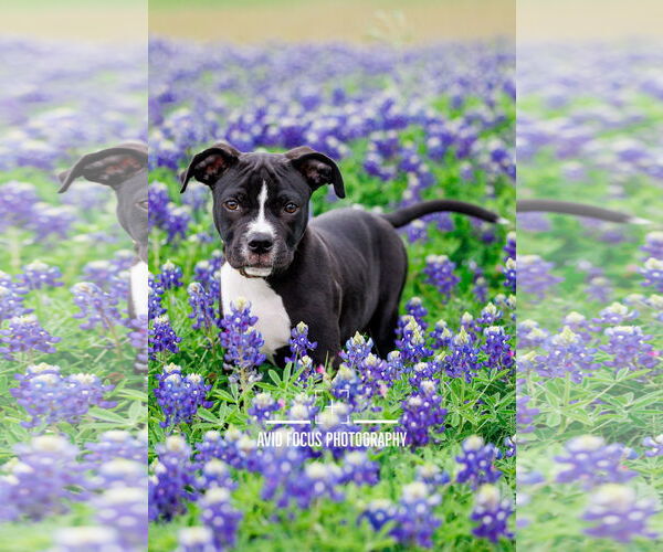 Medium Photo #6 American Staffordshire Terrier-Unknown Mix Puppy For Sale in McKinney, TX, USA