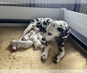 Dalmatian Puppy for Sale in GRISWOLD, Connecticut USA
