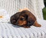 Small #12 Dachshund