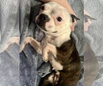 Small #1 Boston Terrier