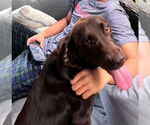 Small #1 Labrador Retriever Mix
