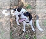 Small Photo #2 Beagle Walker Coonhound Puppy For Sale in Mountain View, AR, USA