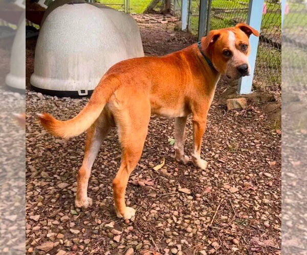 Medium Photo #4 Mutt Puppy For Sale in Canton, CT, USA