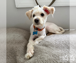 Small #8 Shih Tzu Mix
