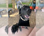 Small #5 Great Dane-Labrador Retriever Mix