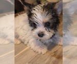 Puppy Puppy 3 Biewer Yorkie