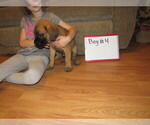 Small Photo #16 Mastiff Puppy For Sale in FARMERVILLE, LA, USA