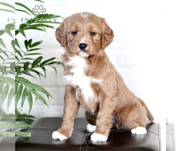 Medium Photo #1 Goldendoodle (Miniature) Puppy For Sale in LITITZ, PA, USA