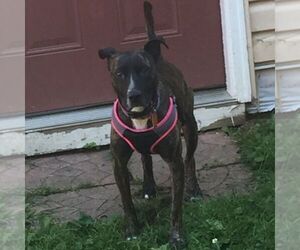 Boxer-Bull Terrier Mix Dogs for adoption in MASSILLON, OH, USA