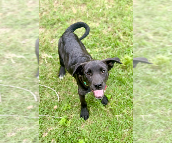 Medium Photo #4 Labrador Retriever-Unknown Mix Puppy For Sale in Boston, MA, USA