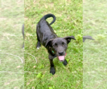 Small #3 Labrador Retriever Mix