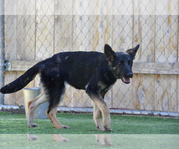 Medium Photo #3 German Shepherd Dog Puppy For Sale in San Diego, CA, USA