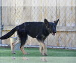 Small #2 German Shepherd Dog