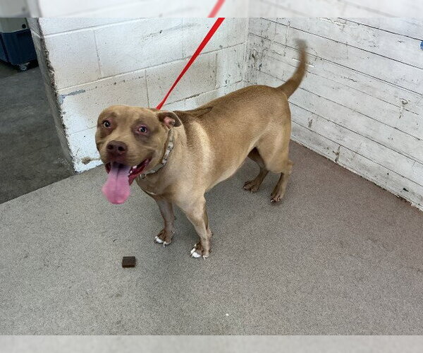 Medium Photo #1 Mutt Puppy For Sale in San Bernardino, CA, USA