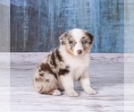 Small Photo #15 Australian Shepherd Puppy For Sale in ROBERTS, IL, USA