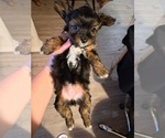 Puppy 1 Shorkie Tzu-Yorkshire Terrier Mix
