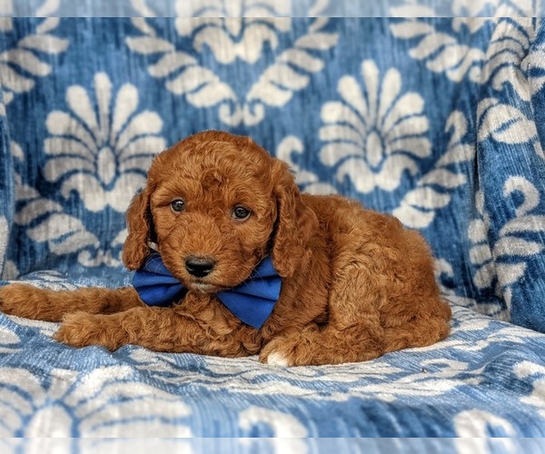 Medium Photo #4 Goldendoodle Puppy For Sale in KIRKWOOD, PA, USA