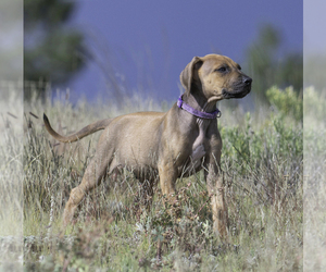 Rhodesian Ridgeback Puppy for sale in RIO VERDE, AZ, USA