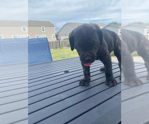 Full screen Photo #6 Cane Corso Puppy For Sale in DELAWARE, OH, USA