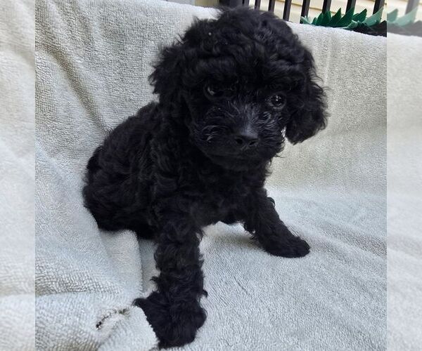 Medium Photo #1 Poodle (Toy) Puppy For Sale in CHARLOTTE HALL, MD, USA