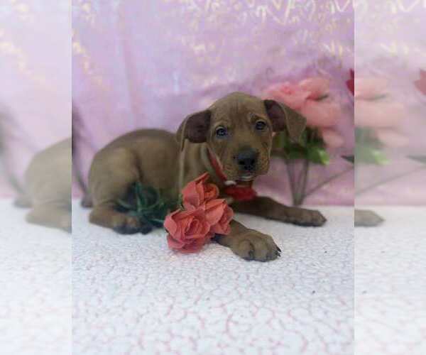 Medium Photo #1 Labrottie Puppy For Sale in Lakewood, CO, USA