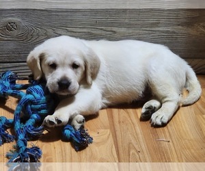 Labrador Retriever Puppy for sale in MIDDLETOWN, OH, USA