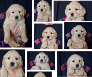 Golden Retriever Puppy for Sale in BENNETT, Colorado USA