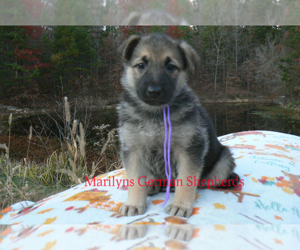Medium Photo #2 German Shepherd Dog Puppy For Sale in PIEDMONT, MO, USA