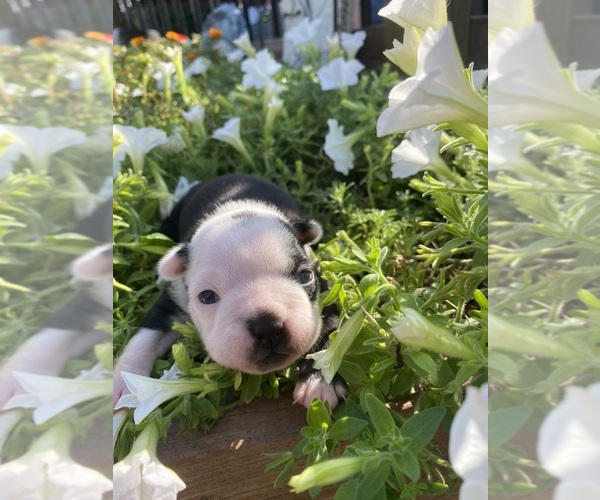 Medium Photo #7 Boston Terrier Puppy For Sale in FREDONIA, KS, USA