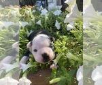 Small #6 Boston Terrier