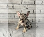 Small Photo #3 French Bulldog Puppy For Sale in OAKLAND, NJ, USA