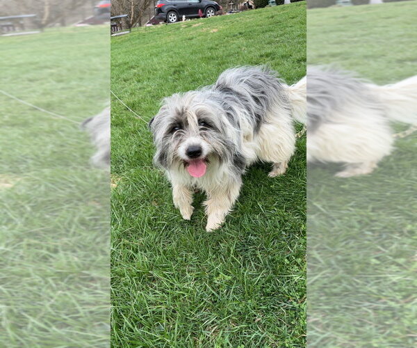 Medium Photo #4 Goldendoodle (Miniature) Puppy For Sale in Aurora, IN, USA