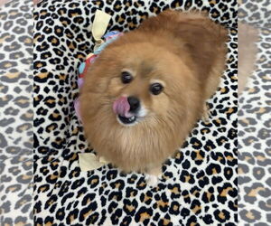 Pomeranian Dogs for adoption in York, SC, USA
