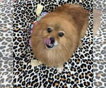 Small Pomeranian