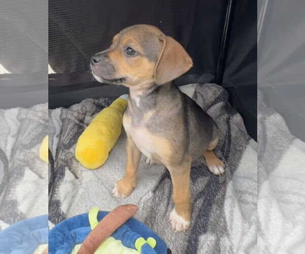 Medium Photo #6 Labrador Retriever-Unknown Mix Puppy For Sale in Tarrytown, GA, USA