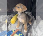 Small #5 Labrador Retriever Mix