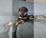 Small #12 Rottweiler