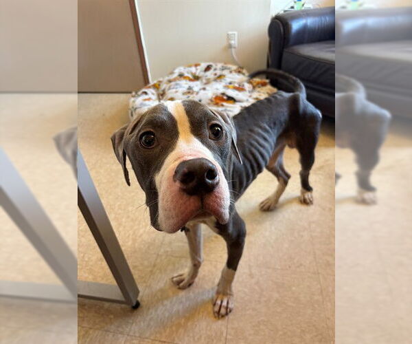 Medium Photo #1 American Pit Bull Terrier-Unknown Mix Puppy For Sale in Springfield, MA, USA