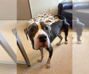 American Pit Bull Terrier-Unknown Mix Dogs for adoption in Springfield, MA, USA