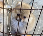 Small #1 Pomeranian
