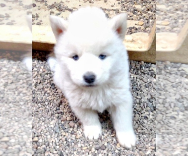 Medium Photo #4 Siberian Husky Puppy For Sale in TUCSON, AZ, USA