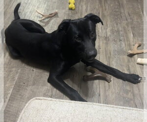 Knox - Male Borador Dog for Adoption - Photo #3