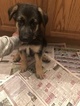 Small Photo #8 German Shepherd Dog Puppy For Sale in FALCON, CO, USA