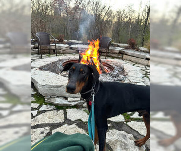 Medium Photo #4 Doberman Pinscher Puppy For Sale in Minneaoplis, MN, USA