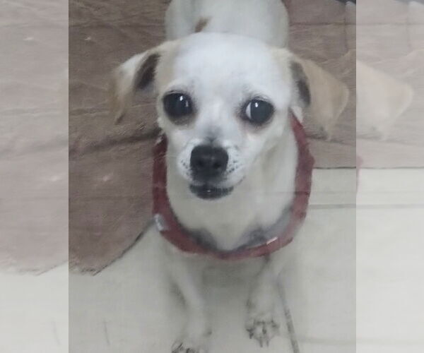 Medium Photo #1 Chihuahua-Unknown Mix Puppy For Sale in Oakland Park, FL, USA
