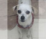 Small Chihuahua Mix
