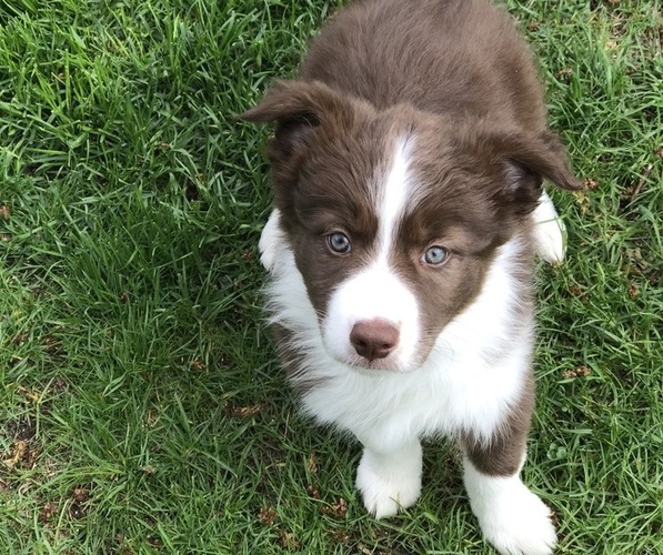 Medium Photo #9 Border Collie Puppy For Sale in RICE, MN, USA