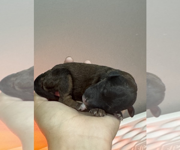 Medium Photo #7 Poodle (Standard) Puppy For Sale in LONGMONT, CO, USA